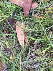 Thesium frisea