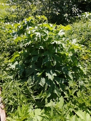 Heracleum sphondylium sibiricum