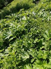 Heracleum sphondylium sibiricum