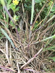 Alopecurus geniculatus