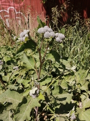 Arctium tomentosum