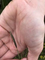 Alopecurus geniculatus