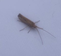 Limnephilus vittatus