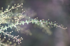 Acacia hubbardiana