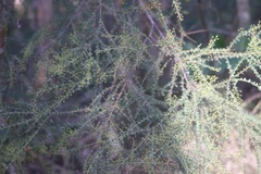 Acacia hubbardiana