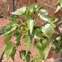 Pittocaulon praecox