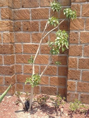 Pittocaulon praecox