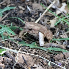 Sclerophrys mauritanica