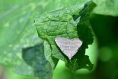 Pechipogo strigilata