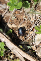 Hister quadrimaculatus