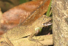 Ptyctolaemus gularis