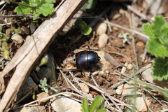 Hister quadrimaculatus