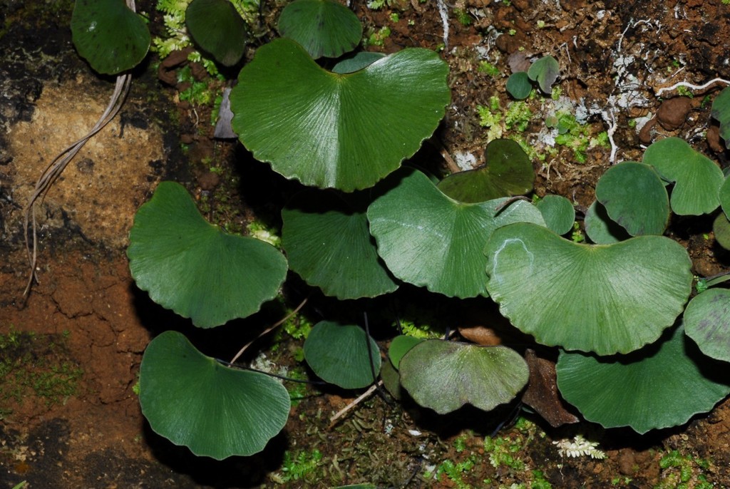 Maidenhair fern