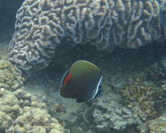 Chaetodon collare