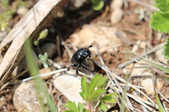 Hister quadrimaculatus