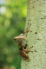 Polypedates pseudotilophus