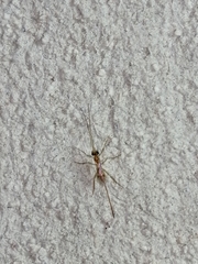 Macrocentrinae