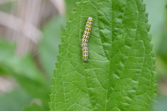 Cucullia scrophulariae