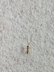 Macrocentrinae