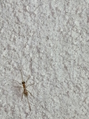 Macrocentrinae
