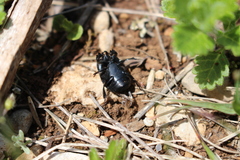 Hister quadrimaculatus