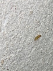 Mitrapsylla