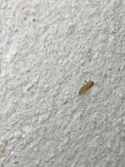 Mitrapsylla