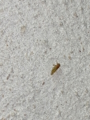 Mitrapsylla