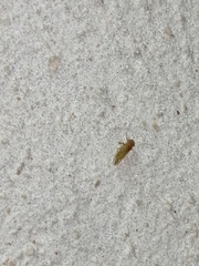 Mitrapsylla
