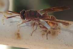 Leucospidae