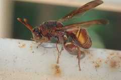 Leucospidae