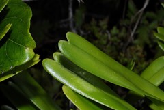Angraecum eburneum subsp. superbum image