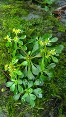 Sedum actinocarpum