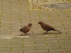 Turdus merula