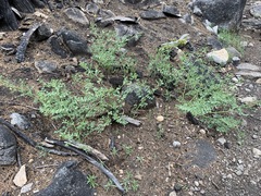 Hosackia crassifolia crassifolia
