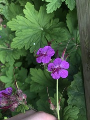 Geranium macrorrhizum
