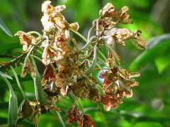 Grammatophyllum