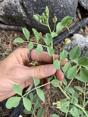 Hosackia crassifolia crassifolia
