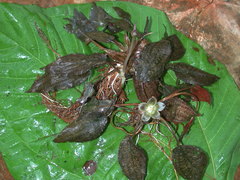 Cryptocoryne