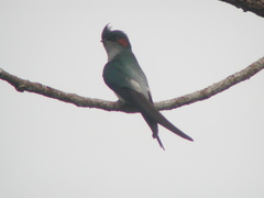 Hemiprocne longipennis