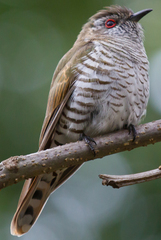 Chrysococcyx minutillus