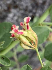 Hosackia crassifolia crassifolia
