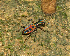 Cosmodela barmanica