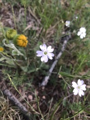 Silene linnaeana