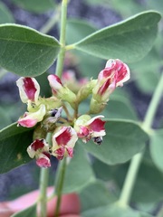 Hosackia crassifolia crassifolia