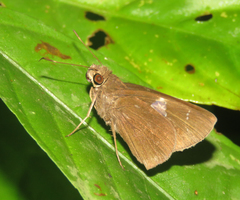 Notocrypta paralysos