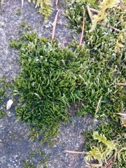 Grimmia trichophylla