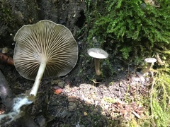 Entoloma undatum