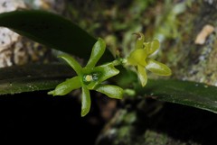 Lemurella culicifera image