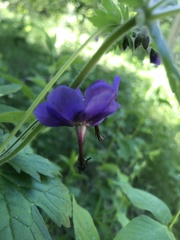 Geranium platyanthum